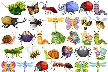 Insectos