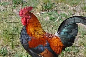 GALLO jigsaw puzzle