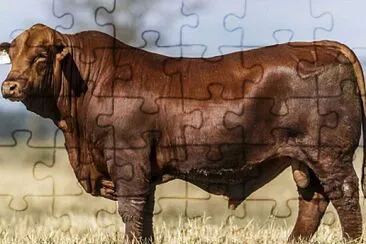 TORO BRAVO jigsaw puzzle