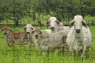 GANADO jigsaw puzzle