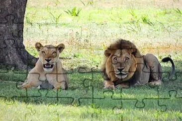 PAREJA DE LEONES jigsaw puzzle