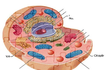 la celula eucariora con todas sus partes jigsaw puzzle