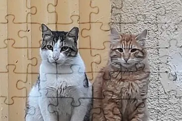 Two of the many street cats in my neighborhood jigsaw puzzle