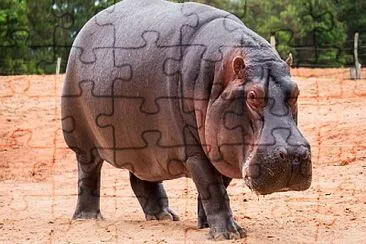 HIPOPOTAMO jigsaw puzzle