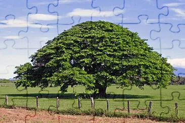 ARBOL DE CEIBA