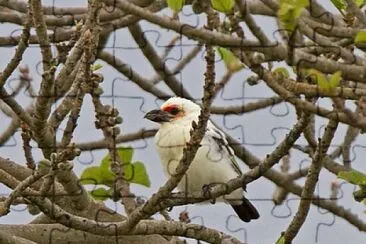 Chaplin 's barbet