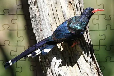 Woodhoopoe verde