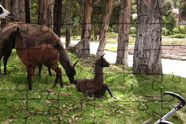 llamas