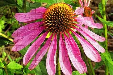 echinacea