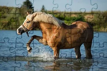 פאזל של Haflinger