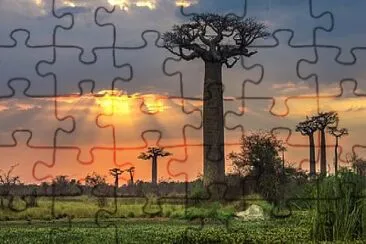 Avenue_of_the_Baobabs_11 jigsaw puzzle