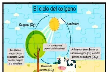 פאזל של ciclo del oxigeno