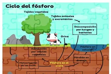 פאזל של ciclo del fosforo