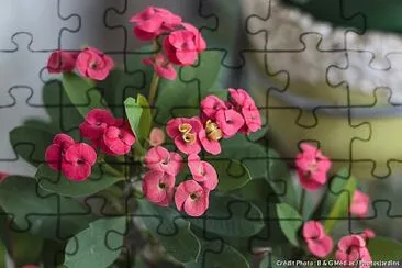 FLEURS jigsaw puzzle