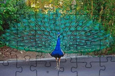 PAVO REAL jigsaw puzzle