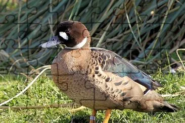 Pato de anteojos