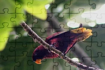 Lorichetto di Pohnpei jigsaw puzzle