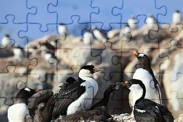 Shag antartico jigsaw puzzle