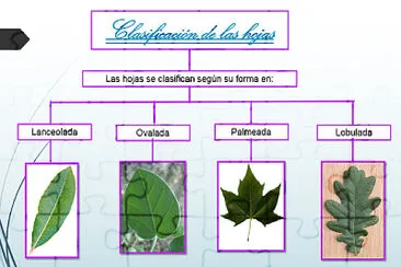 Clasificación de las hojas