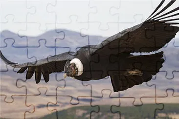 CONDOR VOLANDO jigsaw puzzle