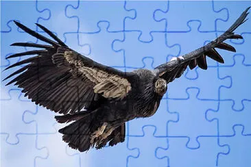 BUITRE VOLANDO jigsaw puzzle