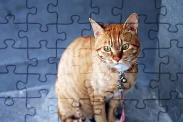 Foto jigsaw puzzle