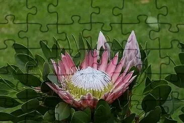 OK jigsaw puzzle