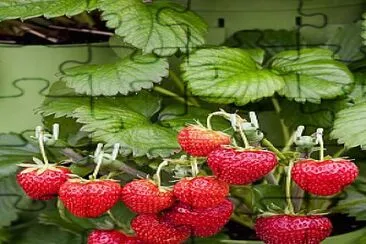 frutillas jigsaw puzzle