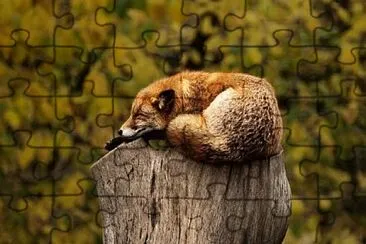 Foto jigsaw puzzle