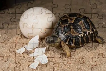 Tortuga jigsaw puzzle