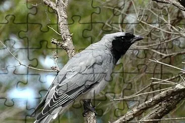 Cuckoo shrike jigsaw puzzle