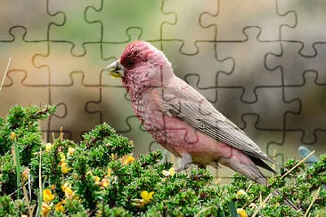 Carpodaco maggiore jigsaw puzzle