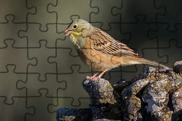 Ortolan bunting jigsaw puzzle