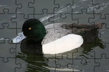 Scaup maggiore jigsaw puzzle