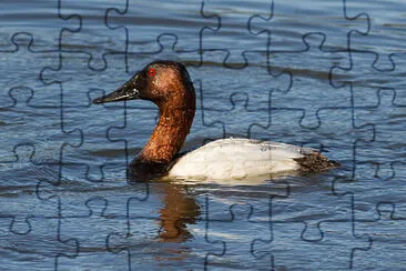 פאזל של Canvasback