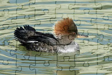 Merganser incappucciato jigsaw puzzle