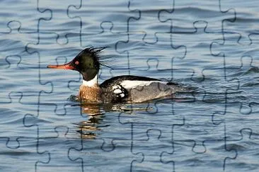 פאזל של Merganser pettorosso