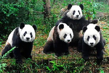 OSOS PANDA