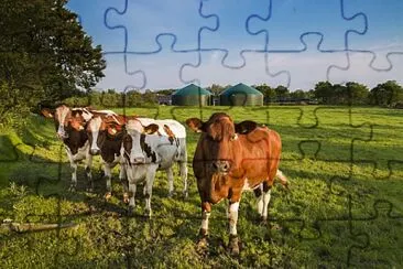 Biogas 2 jigsaw puzzle