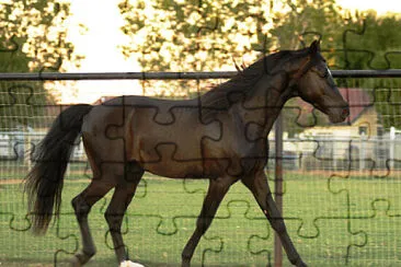 Missouri Fox Trotter