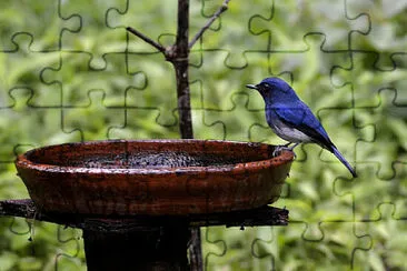 Pigliamosche blu dal ventre bianco