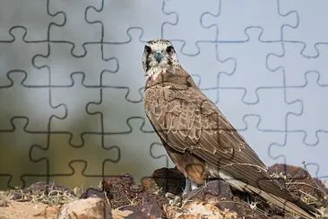 פאזל של Laggar falcon