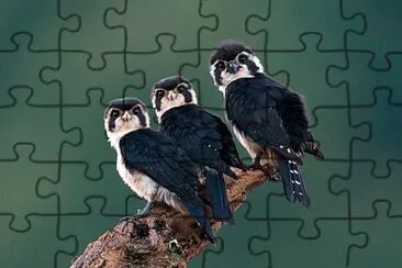 פאזל של Pied falconet