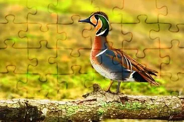 baikal teal male jigsaw puzzle