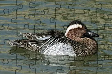 Garganey jigsaw puzzle