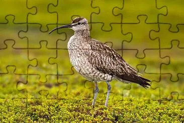 Whimbrel jigsaw puzzle