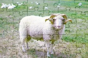 Cikta jigsaw puzzle