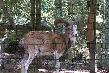 Tahr dell 'himalaya