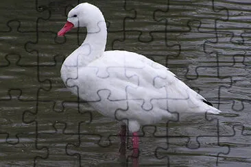 Cigno di coscoroba jigsaw puzzle