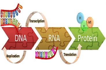 Dogma Central da Biologia Molecular